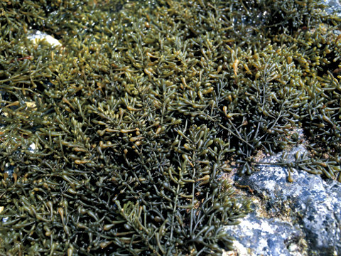 Sargassum fusiforme