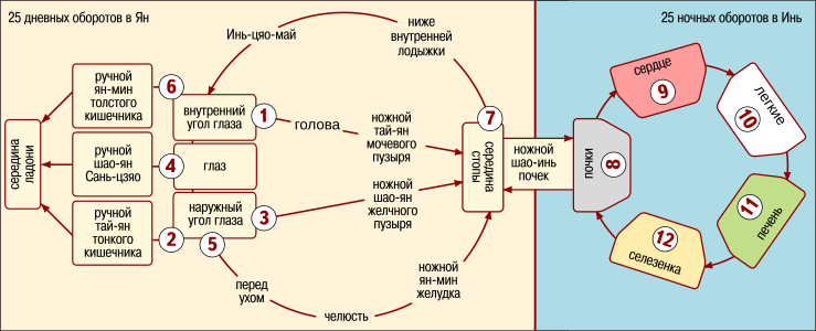 Суточная циркуляция защитной Ци