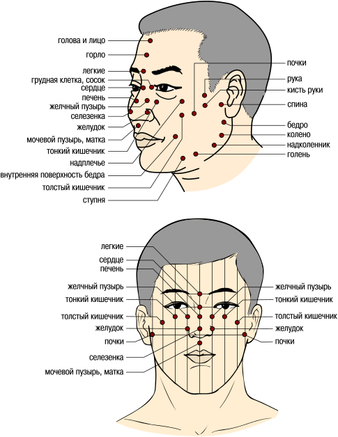 Места соответствия частей лица внутренним органам и тканям